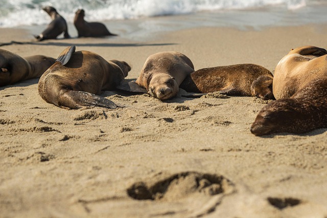 sea lions, caves, ocean, wildlife, marine, geology
