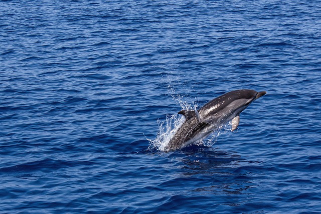 sea lions, caves, ocean, wildlife, marine, geology