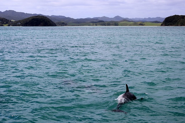 sea-lions-caves-ocean-wildlife-marine-ge-640x480-68884861.jpeg