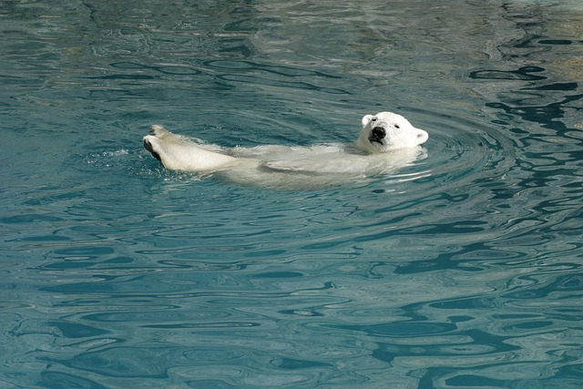 sea lions, caves, ocean, wildlife, marine, geology