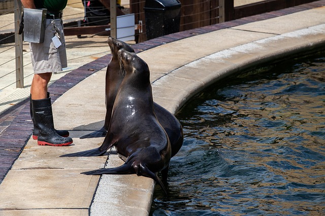 Protecting Sea Lions: Conserving Coastal Wildlife Viewing Sites