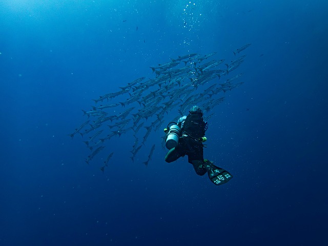 sea lions, caves, ocean, wildlife, marine, geology