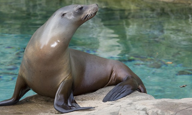 sea lions, caves, ocean, wildlife, marine, geology