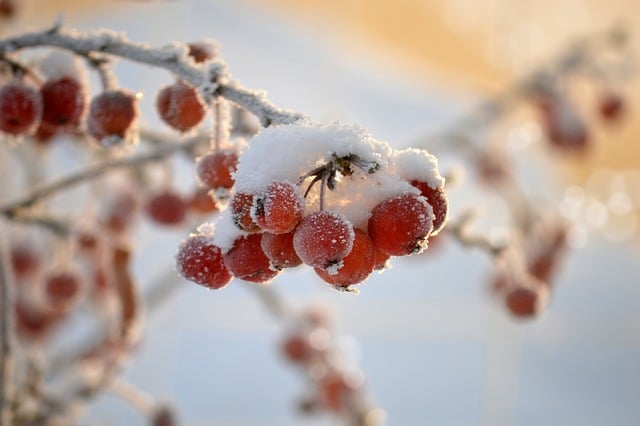 Seasonal Plumbing Maintenance: Winter Protection, Outdoor Faucets & Pipe Insulation