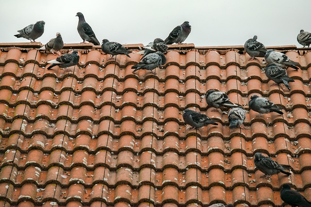 shingle roof