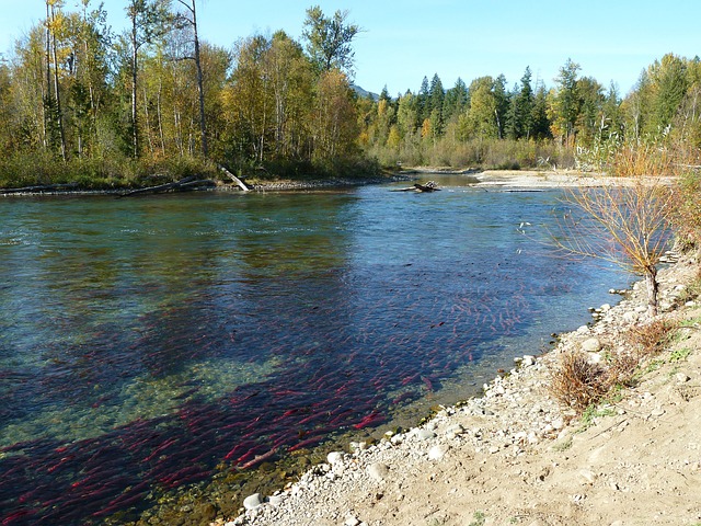 Siuslaw, fishing, river, salmon, nature, flyfishing