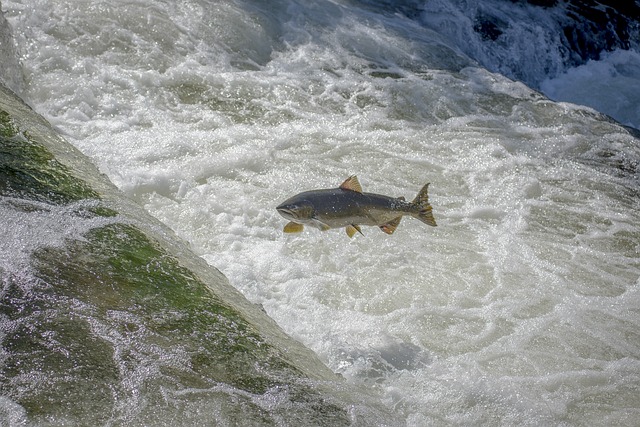 Siuslaw, fishing, river, salmon, nature, flyfishing