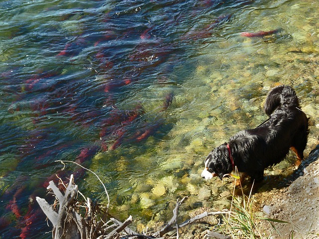 Siuslaw, fishing, river, salmon, nature, flyfishing