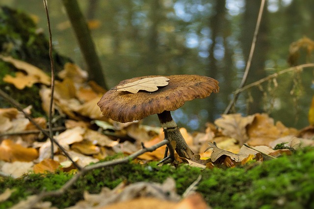 spores