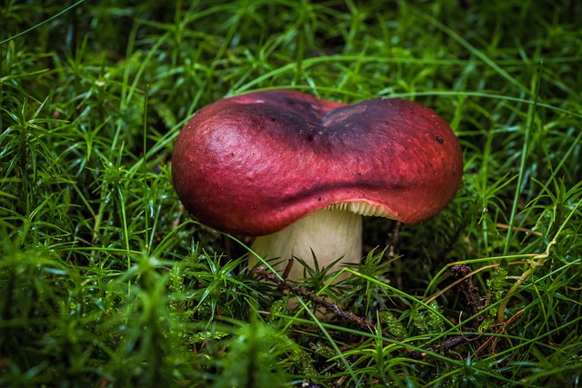 spores
