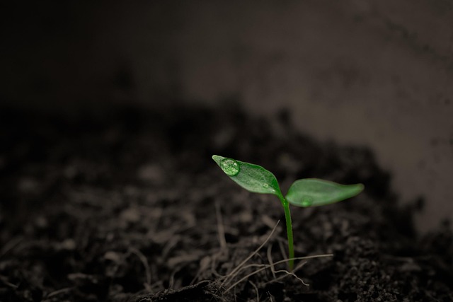 startups, growth, capital, technology, access, resilience