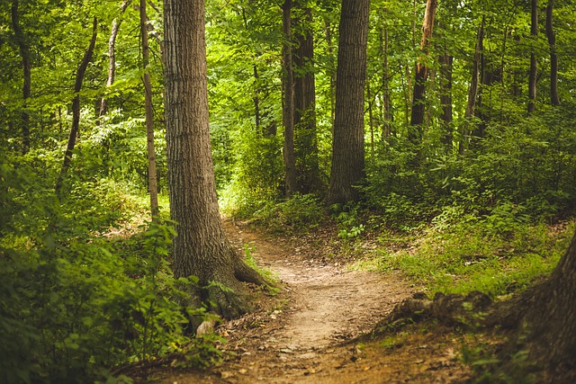 trails