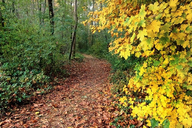trails