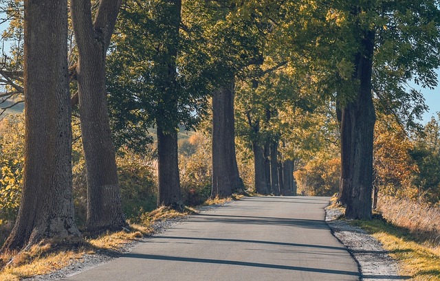 Trees