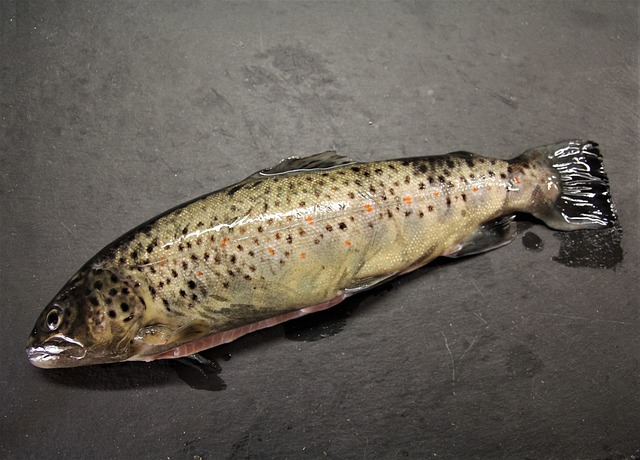 trout