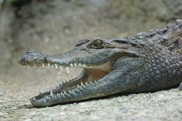 white teeth