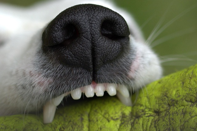 white teeth