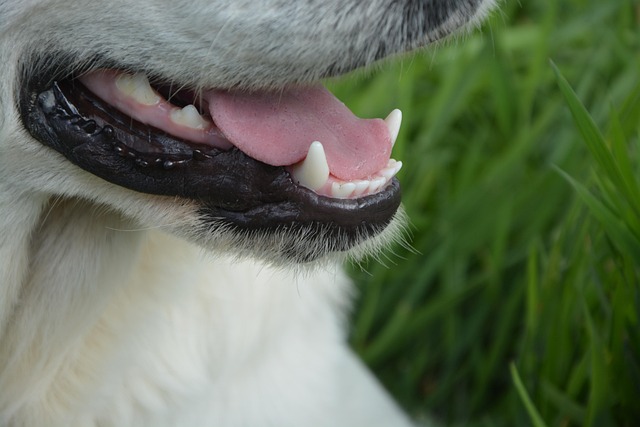 white teeth