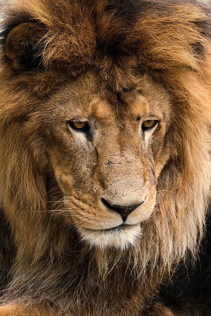 wildlife