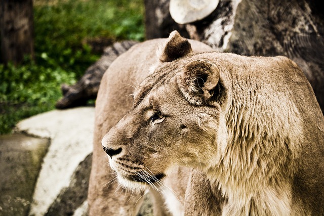 wildlife