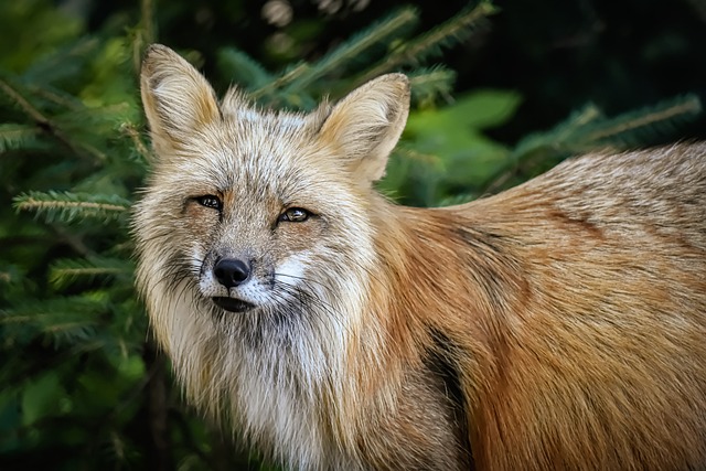 wildlife