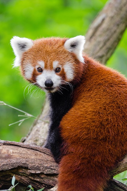 wildlife