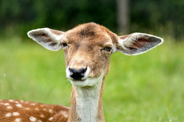 wildlife