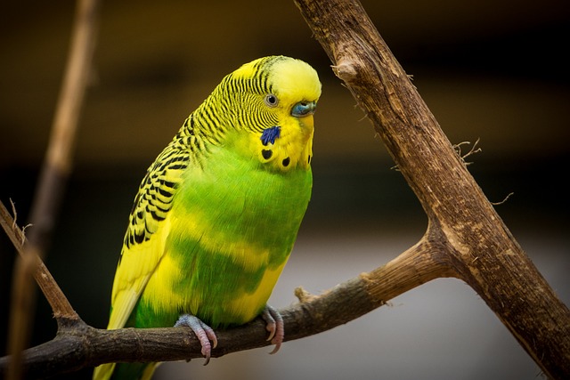 wildlife