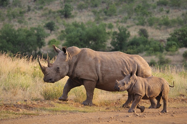 wildlife