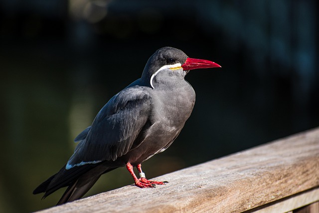 wildlife