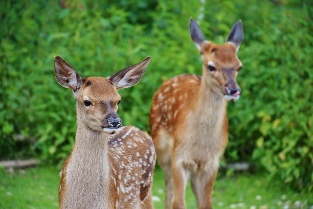 wildlife