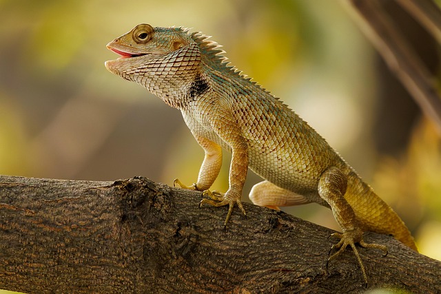 wildlife
