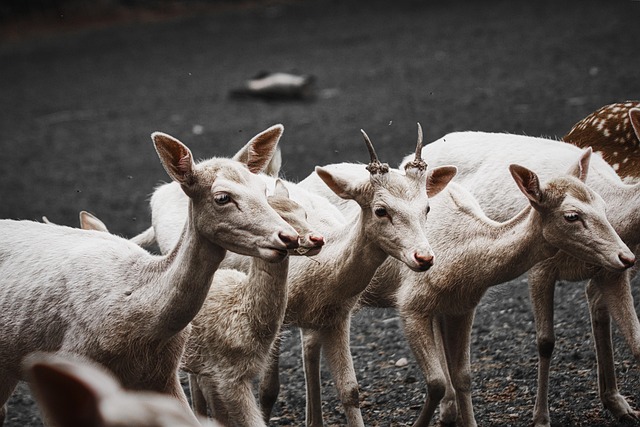 wildlife