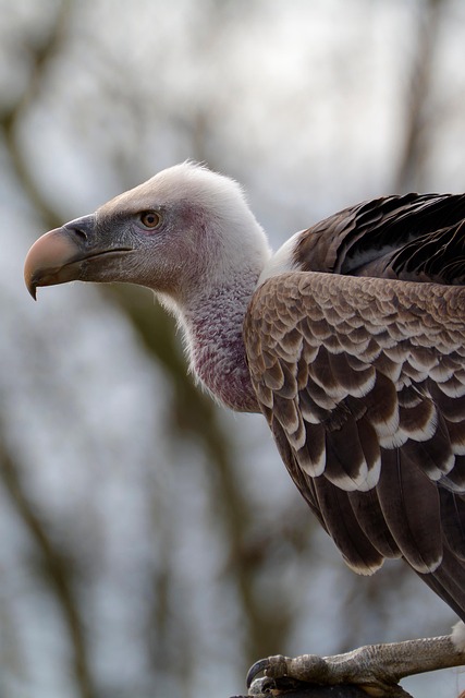 wildlife