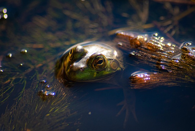wildlife