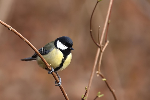 wildlife