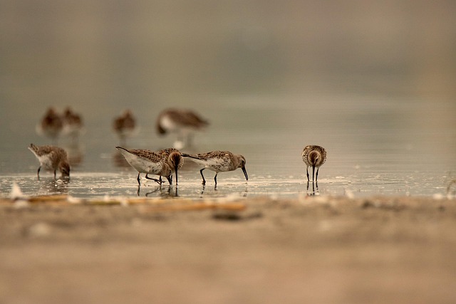 wildlife