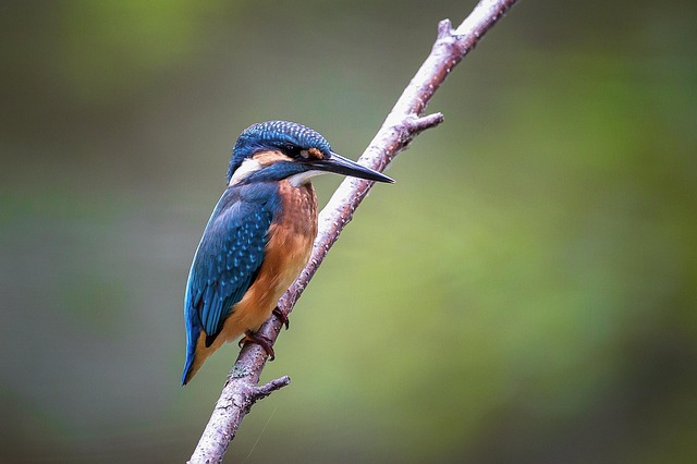wildlife