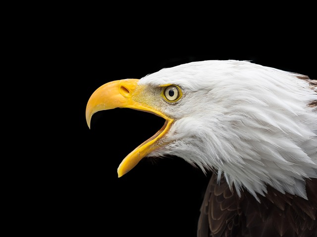 wildlife