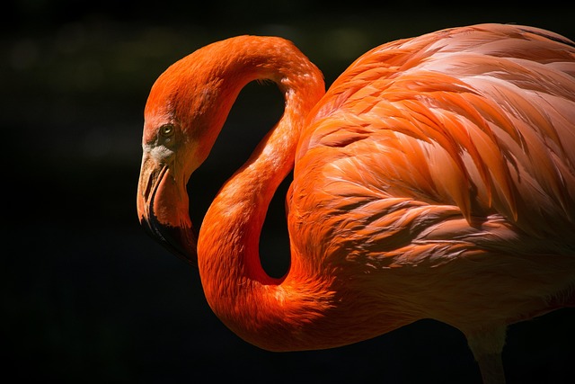 wildlife