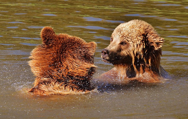 wildlife