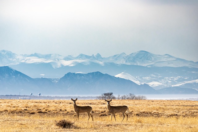 wildlife