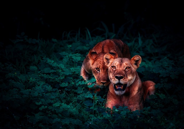 wildlife