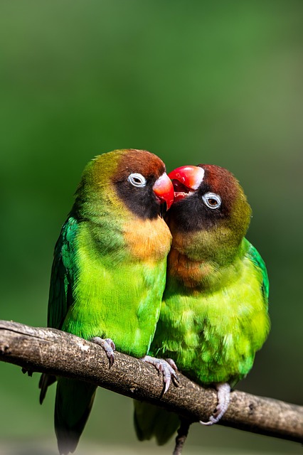 wildlife