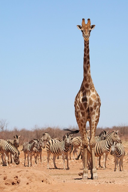 wildlife