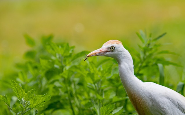 wildlife