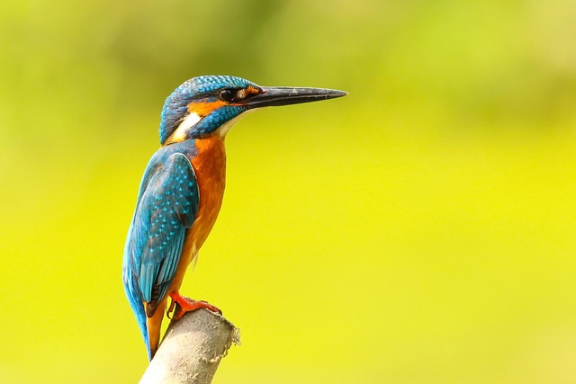 wildlife