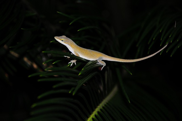 wildlife