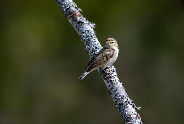 wildlife, coastal, birdwatching, marine, nature, conservation