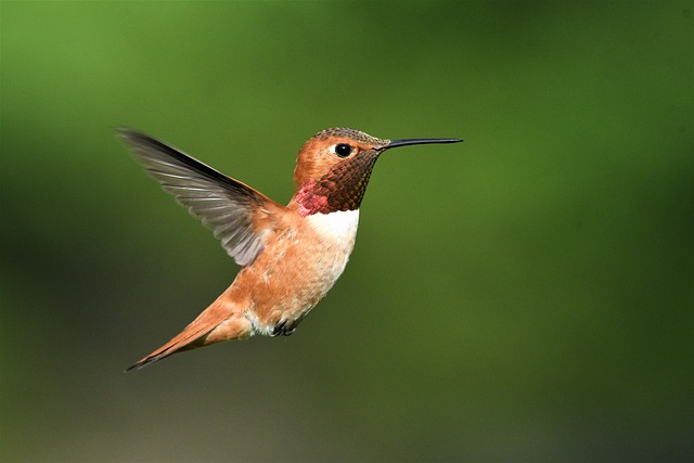wildlife, coastal, birdwatching, marine, nature, conservation
